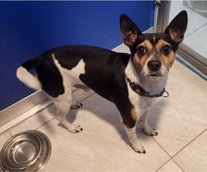 Mutt Dogs for adoption in Walnutport, PA, USA