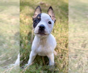 American Staffordshire Terrier-Unknown Mix Dogs for adoption in Holly Springs, NC, USA