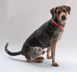 Medium Photo #1 Bluetick Coonhound-Unknown Mix Puppy For Sale in Alpharetta, GA, USA