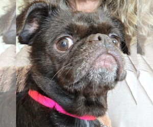 Brussels Griffon-Unknown Mix Dogs for adoption in Princeton, MN, USA