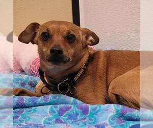 Chihuahua Dogs for adoption in Tempe, AZ, USA