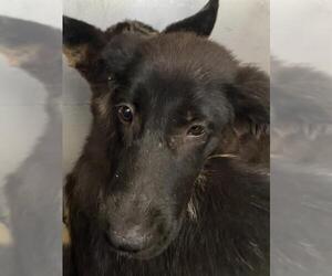 Australian Kelpie Dogs for adoption in Bakersfield, CA, USA