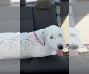 Mutt Dogs for adoption in Grafton, WI, USA