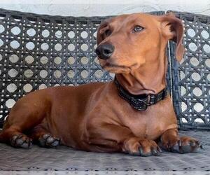 Dachshund Dogs for adoption in Los Angeles, CA, USA