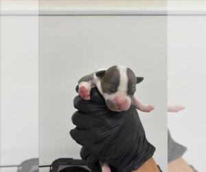 Mutt Dogs for adoption in San Bernardino, CA, USA