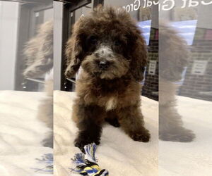 Medium Photo #2 Cock-A-Poo Puppy For Sale in Lincolnwood, IL, USA