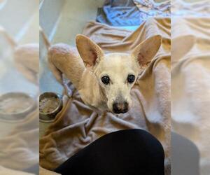 Chihuahua Dogs for adoption in San Martin, CA, USA