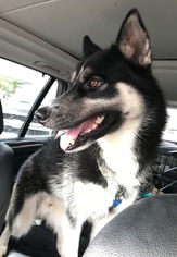 Siberian Husky Dogs for adoption in New Orleans, LA, USA