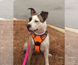 American Staffordshire Terrier Dogs for adoption in Graniteville, SC, USA