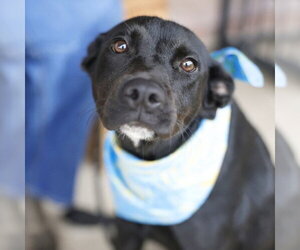 American Staffordshire Terrier-Unknown Mix Dogs for adoption in San Antonio, TX, USA