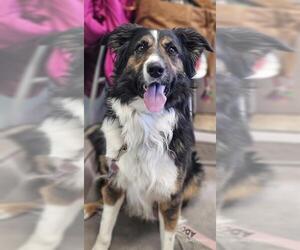 Medium Photo #3 Border Collie-Unknown Mix Puppy For Sale in Frisco, CO, USA