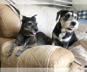 Basset Hound Dogs for adoption in Seattle, WA, USA