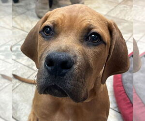 Mastiff-Unknown Mix Dogs for adoption in Jefferson, WI, USA