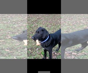Labrador Retriever-Unknown Mix Dogs for adoption in Middlesex, NC, USA