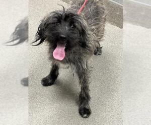 Miniature Schnauzer-Unknown Mix Dogs for adoption in Las Vegas, NV, USA