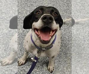 Pointer Dogs for adoption in Bemidji, MN, USA