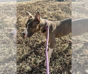 Mutt Dogs for adoption in Glen Allen, VA, USA