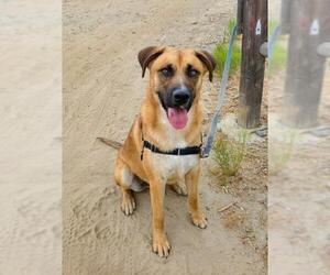 German Shepherd Dog-Unknown Mix Dogs for adoption in Chula Vista, CA, USA