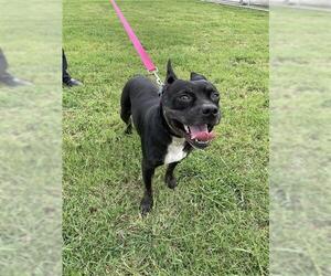 American Staffordshire Terrier-Unknown Mix Dogs for adoption in Corpus Christi, TX, USA