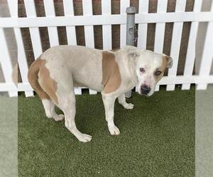 American Bulldog-Unknown Mix Dogs for adoption in Modesto, CA, USA