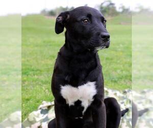 American Pit Bull Terrier-Border Collie Mix Dogs for adoption in Longview, TX, USA