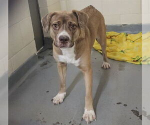 Labrador Retriever-Unknown Mix Dogs for adoption in Anchorage, AK, USA