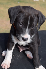 Medium Photo #1 Border Collie Puppy For Sale in Goodyear, AZ, USA