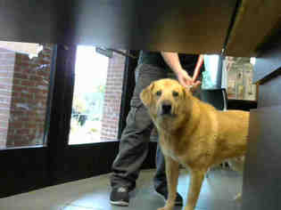 Golden Shepherd Dogs for adoption in Nashville, TN, USA