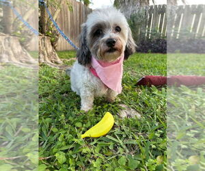 Shih Tzu-Unknown Mix Dogs for adoption in Oak Bluffs, MA, USA