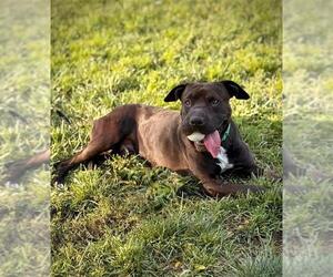 American Pit Bull Terrier-Unknown Mix Dogs for adoption in Elk Grove, CA, USA