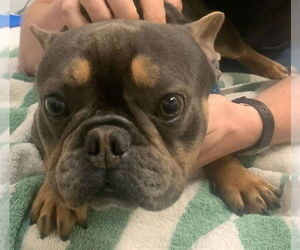 French Bulldog Dogs for adoption in Alameda, CA, USA