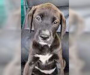 Labrador Retriever-Unknown Mix Dogs for adoption in Royal Palm Beach, FL, USA