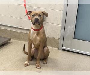 American Staffordshire Terrier-Unknown Mix Dogs for adoption in Grand Prairie, TX, USA