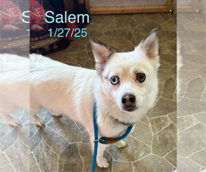 Australian Terrier-Pomeranian Mix Dogs for adoption in Berlin, MD, USA