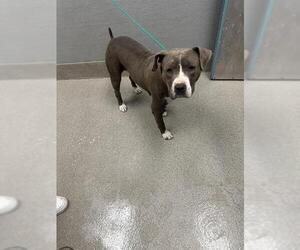 American Pit Bull Terrier-Unknown Mix Dogs for adoption in Las Vegas, NV, USA