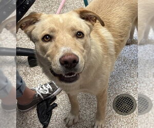 German Shepherd Dog-Unknown Mix Dogs for adoption in Fort Collins, CO, USA