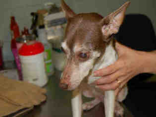 Rat Terrier Dogs for adoption in Tavares, FL, USA