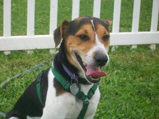 Jack-Rat Terrier Dogs for adoption in Davie, FL, USA