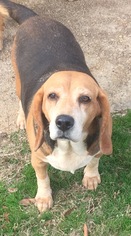 Beagle-Unknown Mix Dogs for adoption in Locust Grove, GA, USA