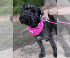 Mutt Dogs for adoption in Omaha, NE, USA