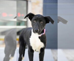 Great Dane-Unknown Mix Dogs for adoption in Sandy, UT, USA