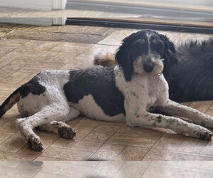 Poodle (Miniature)-Unknown Mix Dogs for adoption in Lexington Park, MD, USA