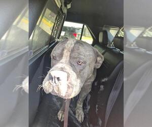 American Staffordshire Terrier-Unknown Mix Dogs for adoption in San Antonio, TX, USA