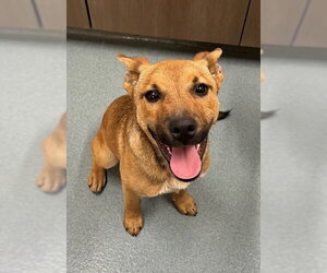 Black Mouth Cur Dogs for adoption in Baytown, TX, USA