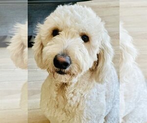 Goldendoodle Dogs for adoption in Valrico, FL, USA