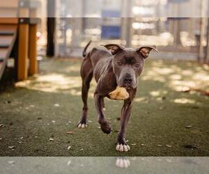 American Pit Bull Terrier-Unknown Mix Dogs for adoption in Orlando, FL, USA
