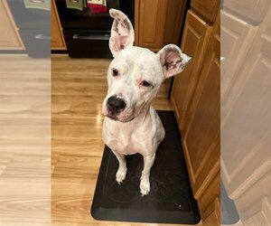 American Pit Bull Terrier-Unknown Mix Dogs for adoption in Germantown, OH, USA