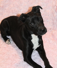 Medium Photo #1 Labrador Retriever-Unknown Mix Puppy For Sale in Phelan, CA, USA