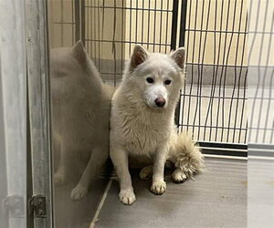 Siberian Husky Dogs for adoption in Modesto, CA, USA