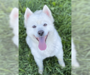 American Eskimo Dog Dogs for adoption in Sistersville, WV, USA